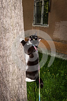 Black and white cat with stuck out tongue, on harness is scrambling on tree in summer evening.