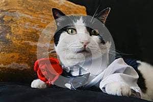 Black and white cat in suit sit on dark blue sofa holding a red rose, with orange pillow, kitty looking at camera