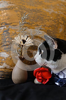 Black and white cat in suit sit on dark blue sofa holding a red rose with orange pillow, look at a bottle of flowers