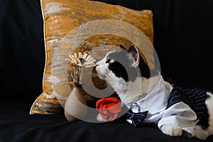 Black and white cat in suit sit on dark blue sofa  holding a red rose with orange pillow, smelling a bottle of flowers