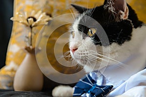 Black and white cat in suit sit on dark blue sofa with orange pillow, a bottle of flowers, fat side face