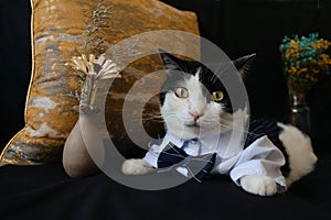 Black and white cat in suit sit on dark blue sofa with orange pillow, two bottle of flowers,kitty looking at camera