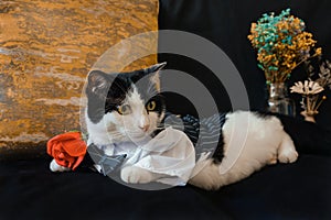 Black and white cat in suit sit on dark blue sofa with orange pillow, two bottles of flowers, cat side face