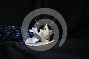 Black and white cat in suit sit on dark blue sofa,very handsome kitty