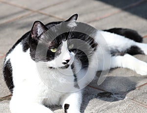 black and white cat sunbathing