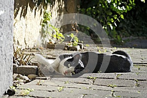 Black and white cat sunbathing outdoors and looking curious at camera.