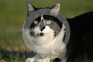 Black and white cat sunning in the grass