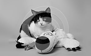 Black and white cat with a teddy bear studio photo monochrome image
