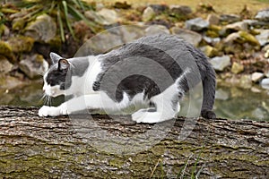 Black and white cat to sharpen its claws on the wood.