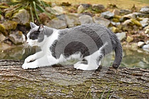 Black and white cat to sharpen its claws on the wood.