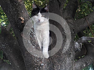 Black and white cat on top of a tree