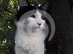 Black and white cat on top of a tree