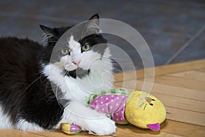 Black and White Cat with Toy