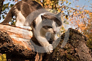 Black and white cat on a tree and climb down.