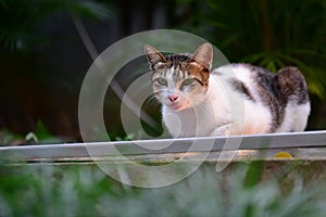 A black & white cat in Vietnam