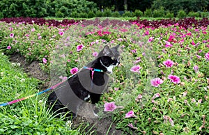 Black-and-white cat is walking on harness in urban park about flower beds in summer evening.