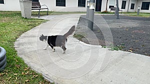 Black and white cat walking on park white tiled floor