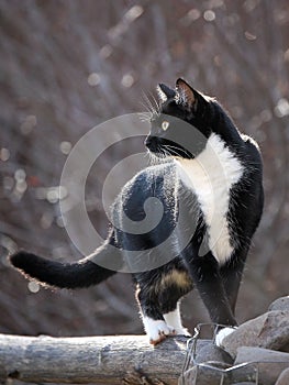 Black and white cat walking on rail fence.