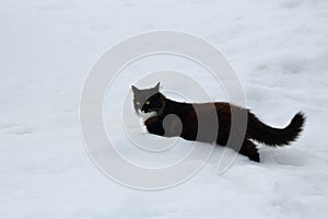Black and white cat walking in the snow
