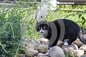 A black and white cat walks on the pebbles on the street