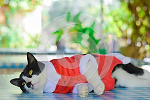 black and white cat wear santa claus red dress sitting on table with green bokeh background. Christmas concept