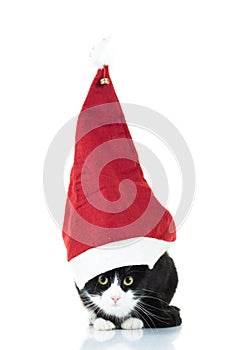 Black and white cat wearing big christmas hat