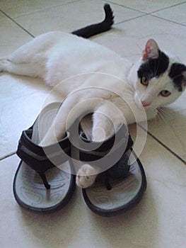 Black and white cat wears slops photo