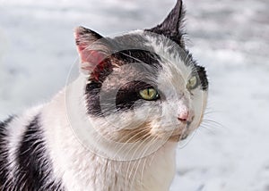 Close-up White and Black Cat Head Looking Ahead