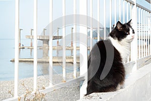 Black and white cat on white embankment of the sea sits by the fence. Fluffy cat sailor