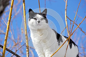 Black and White Cat in Willow Tree