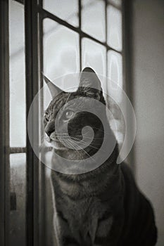 Black and white cat window