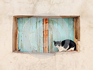 Black and white cat window frame