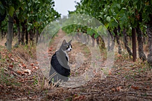 black and white cat in the wineyard