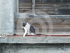 Black and white cat on wooden window sill in the French West Indies. Kitten resting on exterior facade of a tropical house