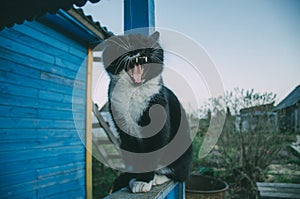 The black and white cat yawns