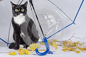 Black and white cat with yellow autumn leaves under a transparent umbrella with a blue handle