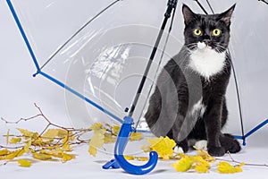 black and white cat with yellow autumn leaves under a transparent umbrella with a blue handle