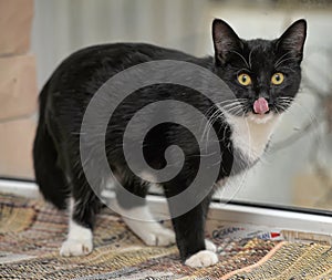 Black with white cat with yellow eyes