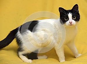 Black and white cat with yellow eyes