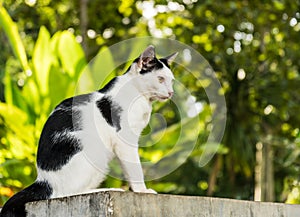 Black & white cat with yellow eyes