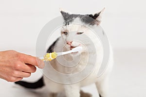 Black and white cat with yellow eyes is brushing teeth