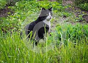 Black and white cat with yellow eyes sitting on green grass. Serious cat muzzle.