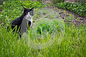Black and white cat with yellow eyes sitting on green grass. Serious cat muzzle.