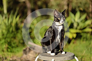 Black and white cat with yellow eyes sitting tall on stool in green garden