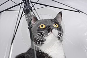 Black and white cat with yellow eyes under a transparent umbrella looking up