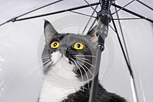 black and white cat with yellow eyes under a transparent umbrella looking up