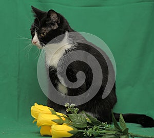 Black and white cat with yellow roses on a green