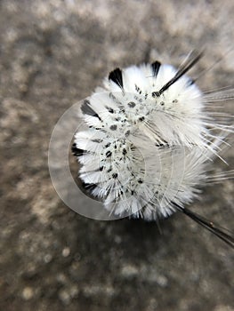 Black and white caterpillar fuzzy tiger curled up in a ball Tussock Moth poisonous