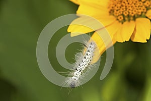 Black and white caterpillar of hickory tussock moth in Connecticut.