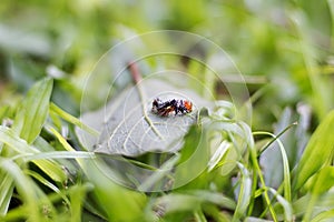 A black and white caterpillar with a red head on a leaf